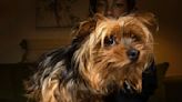 Marine vet who hunted al-Qaida comes to dognapped Yorkie’s rescue