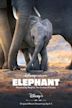 Elephant (2020 film)
