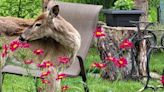 ‘Dani the Deer’ moved in to a Waterloo neighbourhood. After car accident, a community mourns