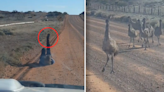 Crazy ploy to attract emus goes viral: 'This is amazing'