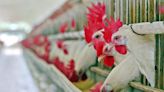 Brazil Chicken Supplier BRF Sees Profit Triple as Costs Fall