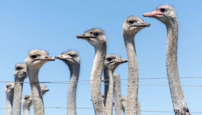 Ex-workers say ostriches die ‘in huge numbers’ at farm south of Boise. What the owner says