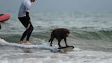 Perros surfistas para fomentar la adopción canina - ELMUNDOTV