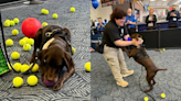 Milwaukee Mitchell International Airport’s TSA Canine Rex showered with tennis balls for retirement