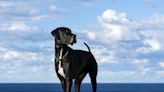 TikToker who took his 140-pound Great Dane on an American Airlines flight says he's been the target of online harassment and 'bullying'