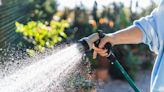 Exact time to water garden to avoid 'burning leaves' during hot weather