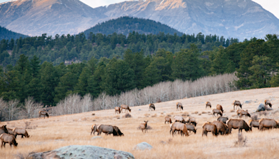 Colorado boy, 4, attacked by an elk in Estes Park - the second such attack in less than a week