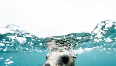 A Technique That's Helping Experts Find Out Changes In Oceans. It's Not Robots Or AI