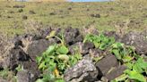 Satellite imagery may provide a missing puzzle piece in Easter Island saga