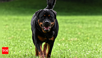Another Rottweiler attack in city; another child injured | Chennai News - Times of India