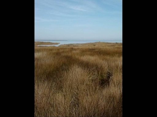 Wild horse family reveals adorable new member on Outer Banks beach. See the photo