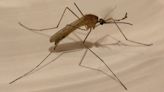 Andalucía amplía las fumigaciones contra el mosquito portador del viris del Nilo tras fallecer dos personas
