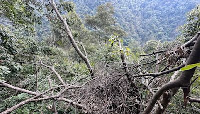 大雪山驚見4「台灣黑熊窩」築在25米樹上 林保署曝原因