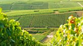 8 of the best vineyards to visit in France, from Champagne to Alsace-Lorraine