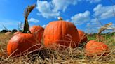 Fall bucket list: Pumpkin picking, haunted houses and other activities around Charlotte
