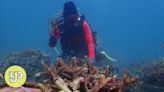 Explainer: How restoration can help coral reefs damaged by climate change