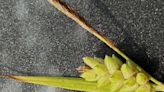Mystery Plant: Thicket sedge, Carex abscondita