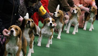 Virginia dog breeder ordered to pay record $35M fine after 4K beagles rescued