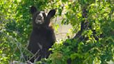 Marmalade bear, found in SLC tree, safely released into the wild