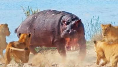 Hippopotamus Charges At A Pride Of Lionesses, What Unfolds Next Is Absolute Chaos - News18