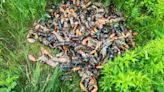 Large pile of lobster dumped on the side of Hwy. 17 in northern Ontario