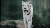 Russians steal rare Bengal tigers from zoos on temporarily occupied territories