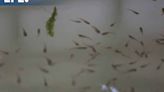 El 'ejército' de peces guppy con el que combaten el dengue en el suroeste de Colombia