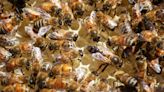 A Little Girl Complained Of ‘Monsters’ In Her Bedroom, But It Was Actually 50,000 Bees