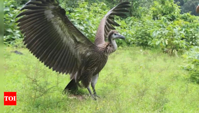 Study links drop in vulture tally to rise in human deaths | India News - Times of India