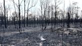 Los incendios forestales del noreste de Australia se avivan en un día de calor "extremo"