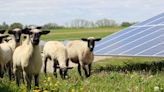 Can solar power and farming coexist? This partnership between UW, Alliant aims to find a way