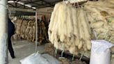 High risk of animal-to-human diseases developing in some China fur farms, animal protection group says