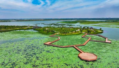 Restoring Nature: Baiyangdian's Journey to Becoming a Bird Paradise