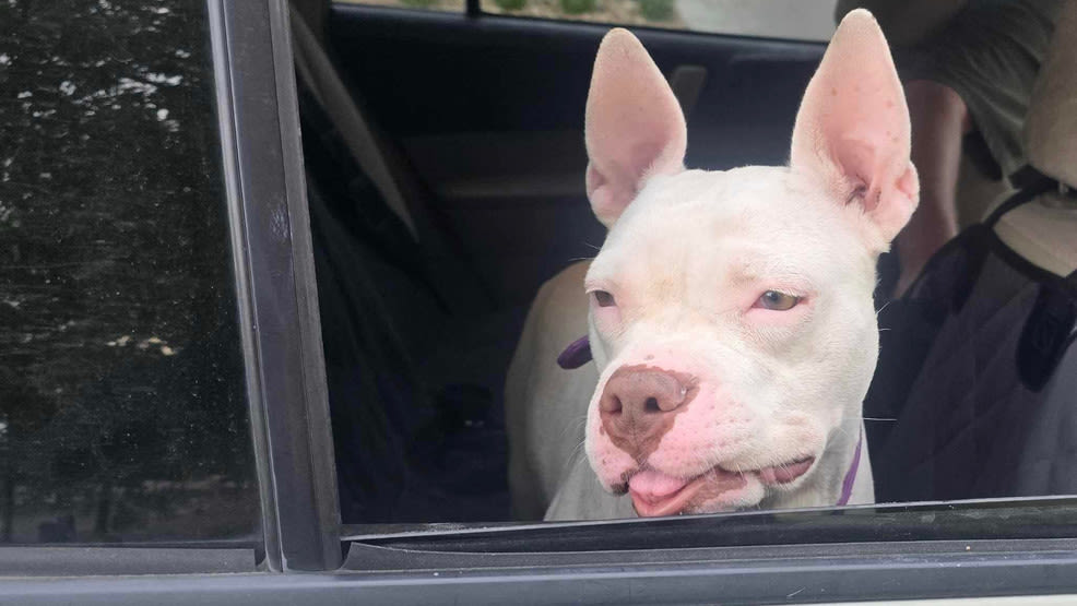 Abused pit bull with broken jaw fully healed, ready for training