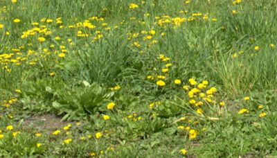 Cleveland Heights celebrates ‘Grow More May’, steps away from ‘No Mow May’