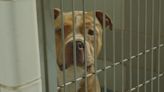 Charlotte's animal shelter regains full use of kennels as advocates push for next project to tackle expansion