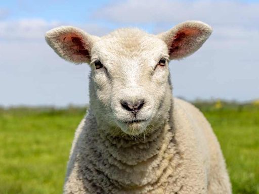 Rancher Gets Prison Sentence for Breeding Hybrid Sheep