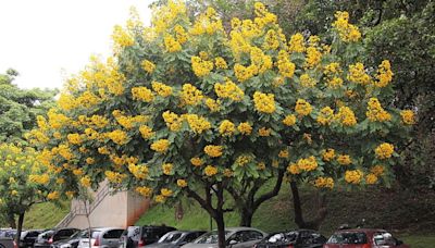 How the invasive Senna spectabilis poses a threat to the Nilgiri's ecosystem