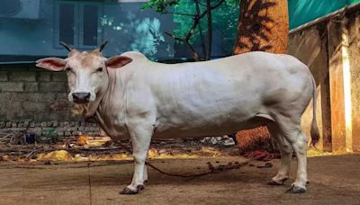 Maharashtra Declares Indigenous Cows As 'Rajmata-Gaumata' - What's The Significance?