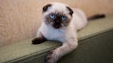 Cat's Human-Like Way of Saying 'Hello' Immediately Brings Kitties Running