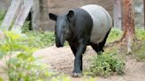 世界貘日好消息！北市動物園17歲「貘莉」6月將迎二寶