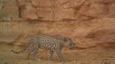 Al rescate genético de los últimos leopardos de Arabia