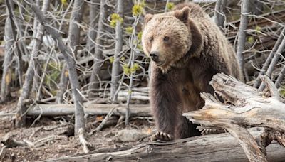 Bursting can of bear spray drove away grizzly in Teton attack; bear won't be killed: Reports