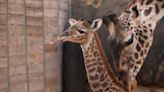 Houston Zoo gets unexpected delivery over the weekend