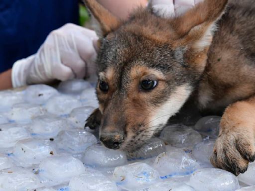 Awwww! Four endangered American red wolf pups 'thriving' since birth at Missouri wildlife reserve