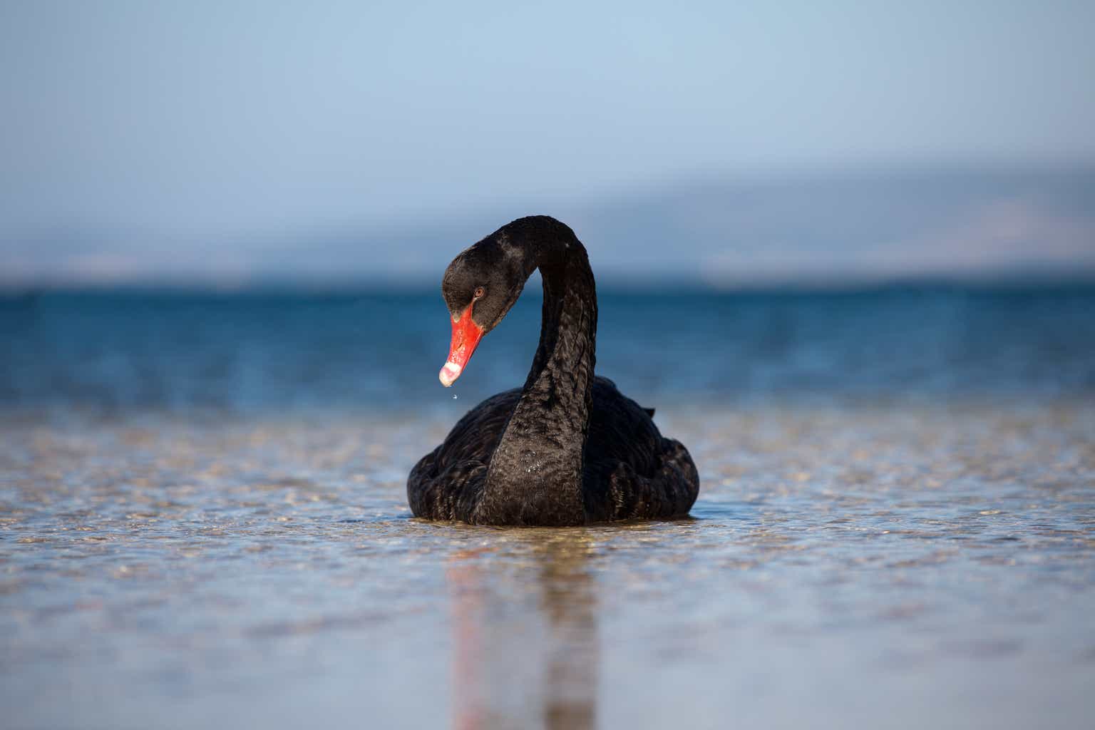 10 SWANs For The Next Black Swan