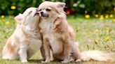 Chihuahua Is the Most Popular Dog Breed, Research Shows