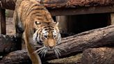 Amur Tiger Dies in 'Freak Accident' After Falling Off Bench at Cheyenne Mountain Zoo