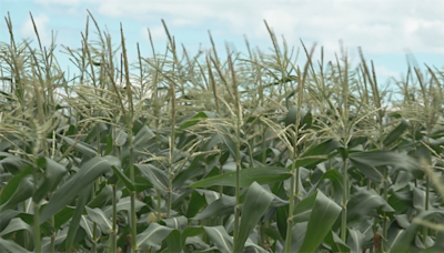 Dry, hot, and humid weather impacting local farms