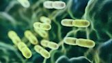 Japan: Unprecedented surge in deadly flesh-eating bacteria cases